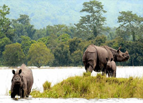 kaziranga tour